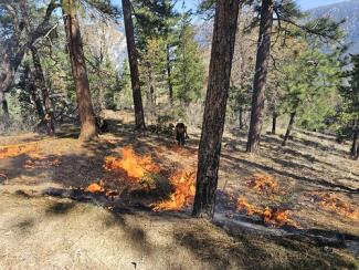 Wildland firefighters of the San Bernardino National Forest start a prescribed fire and lay hose around the fire perimeter