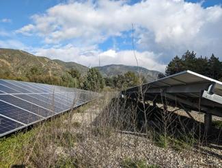 The solar panel site was getting overrun by invasive weeds.
