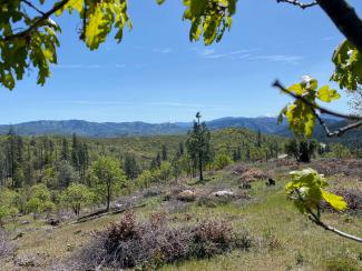 Looking out from the canopy of an oak onto a grassy hillside covered in brush piles stacked for pile burning with conifer and oak forests in the distance.