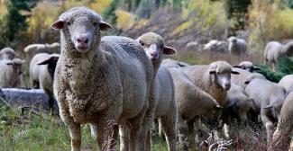 Sheep in the forest.