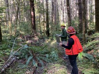 Silviculturists review health of a forested stand. Wearing hard hats and vests in a dense forested area.