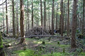 A thinned forest stand where trees are spaced out to allow more light in.