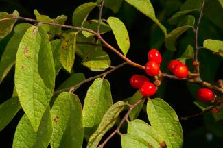 Picture of a Pondberry with bright red berries and light green leaves