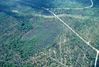 Aerial image of swamps