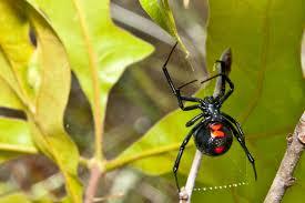 black widow spider showing red hourglass figure on abdomen