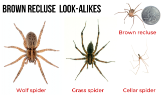 brown recluse spider and three other look-alike spiders