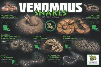 pictures of seven different snakes