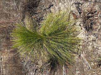 Longleaf pine seedling