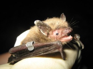 Northern Long-Eared Bat.
