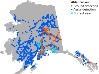 Cumulative mapped locations of alder canker in Alaska with modeled host tree distribution. Cyan points indicate current year observations