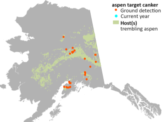 Cumulative mapped locations of aspen target canker in Alaska with modeled host tree distribution. Cyan points indicate current year observations