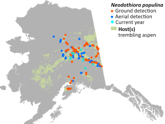 Cumulative mapped locations of Neodothiora populina in Alaska with modeled host tree distribution. Cyan points indicate current year observations.
