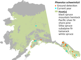 Cumulative mapped locations of Phaeolus schweinitzii in Alaska with modeled host tree distribution. Cyan points indicate current year observations.