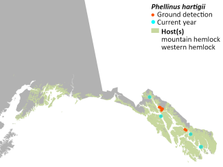 Cumulative mapped locations of Phellinus hartigii in Alaska with modeled host tree distribution. Cyan points indicate current year observations.