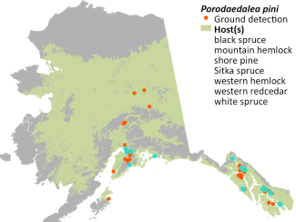 Cumulative mapped locations of Porodaedalea pini in Alaska with modeled host tree distribution. Cyan points indicate current year observations.