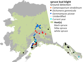 Cumulative mapped locations of spruce bud blight in Alaska with modeled host tree distribution. Cyan points indicate current year observations.