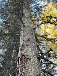 sap oozing from a tree