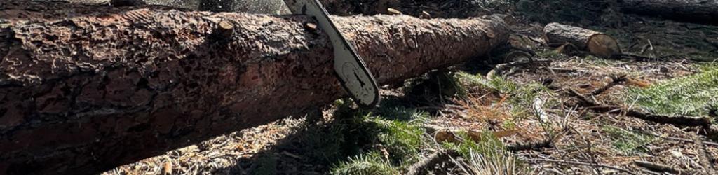 Chainsaw use and bucking logs during Upper Lake OHV Trail Cleanup