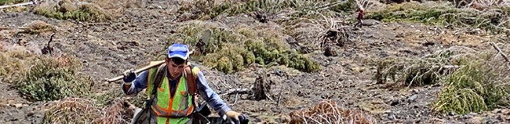 Green Forests Work contractors plant native trees on the Mower Tract