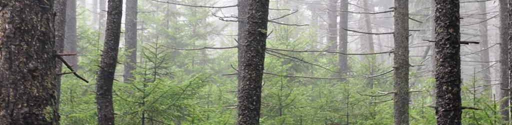 Red Spruce Forest Header