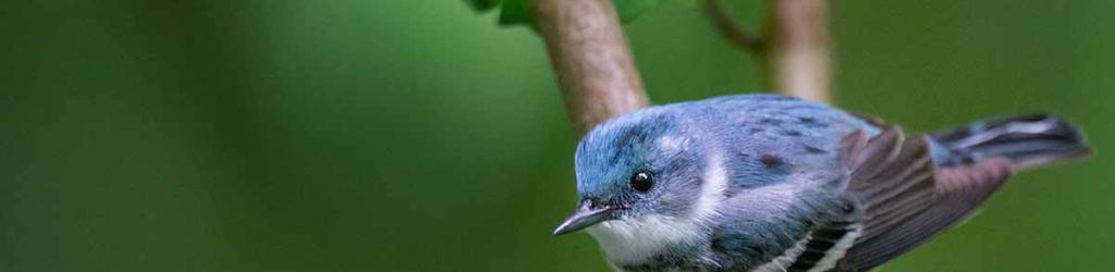 Cerulean Warbler