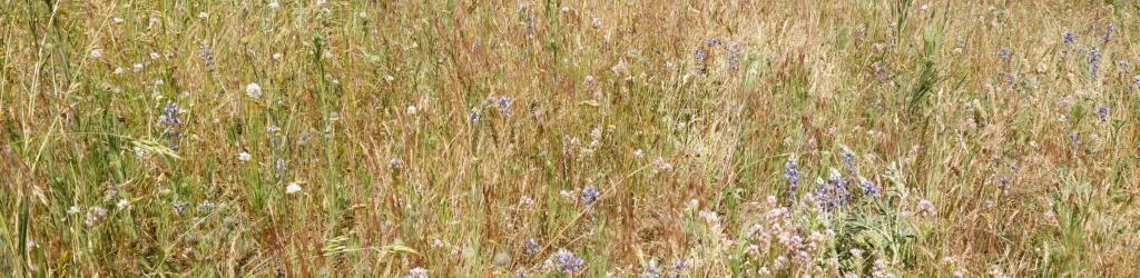 a field of flowers in a meadow with rusted iron gates in the distance