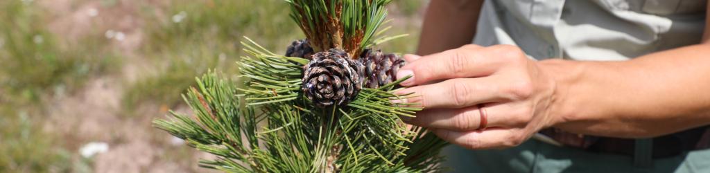A photo of a person wearing a Forest Service uniform, extending their hand towards a small tree with a pine cone on it.