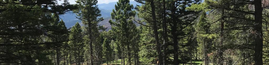 A unit on the Helena Ranger District that underwent thinning treatment