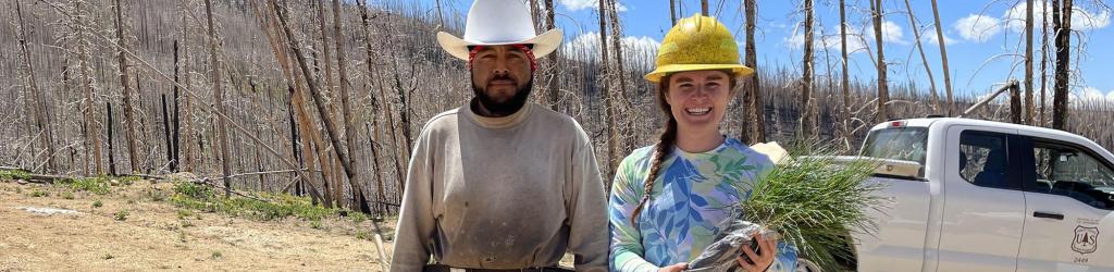 Forest workers with a seedling
