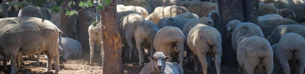 A herd of sheep in the forest.
