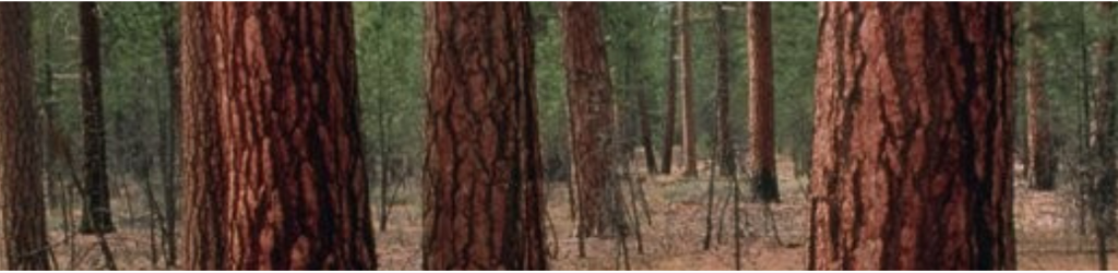 An image showing portions of three photos in a graphic: fire burning duff, trees in a treated stand and a new wooded trail bridge.
