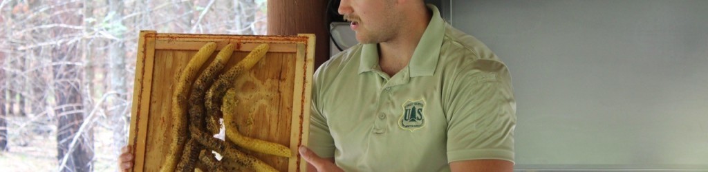 A Forest Service employee holding a bee colony.