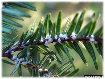 Hemlock Woolly Adelgid