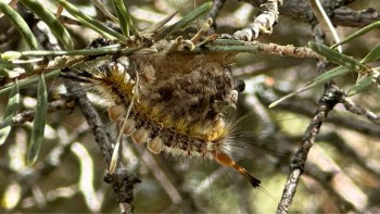 Close-up of a Douglas-fir tussock moth.