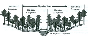 Riparian Area