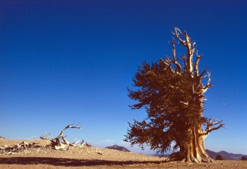 Bristlecone pine tree, sky