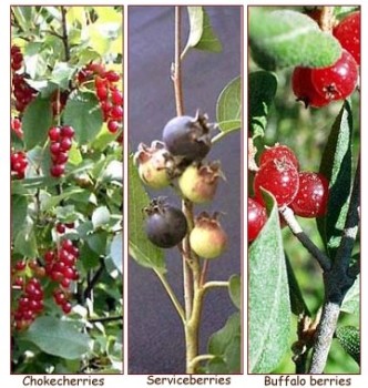 Berries