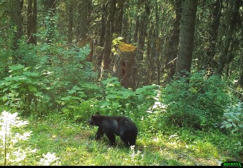 a black bear walking in a forest