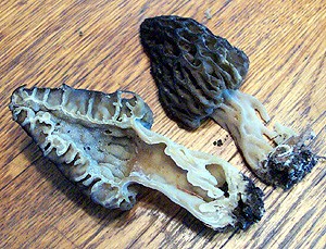 "Morel Mushroom, Halved"