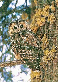 California Spotted Owl