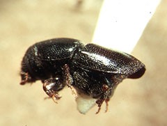 Fir engraver beetle