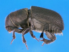 Mountain pine beetle