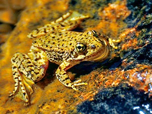 Mountain yellow-legged frog adult.