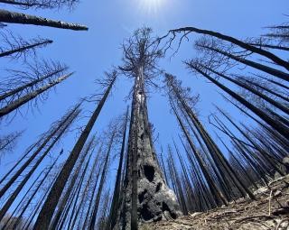 Sequoia after wildfire
