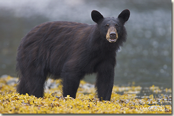 BlackBear