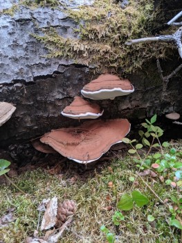 Ganoderma conks growing out of a downed trembling aspen log