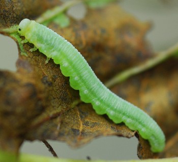 Close up image of a green alder sawfly on a browning leaf