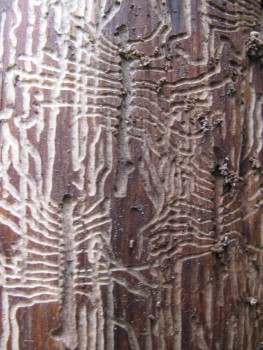 Radiating galleries of the cedar bark beetle on a yellow-cedar tree