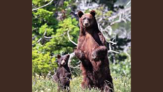 A mama bear stands next to her cub