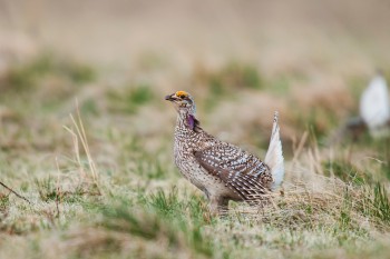 AdobeStock_89128658 female sharp-tailed grouse 